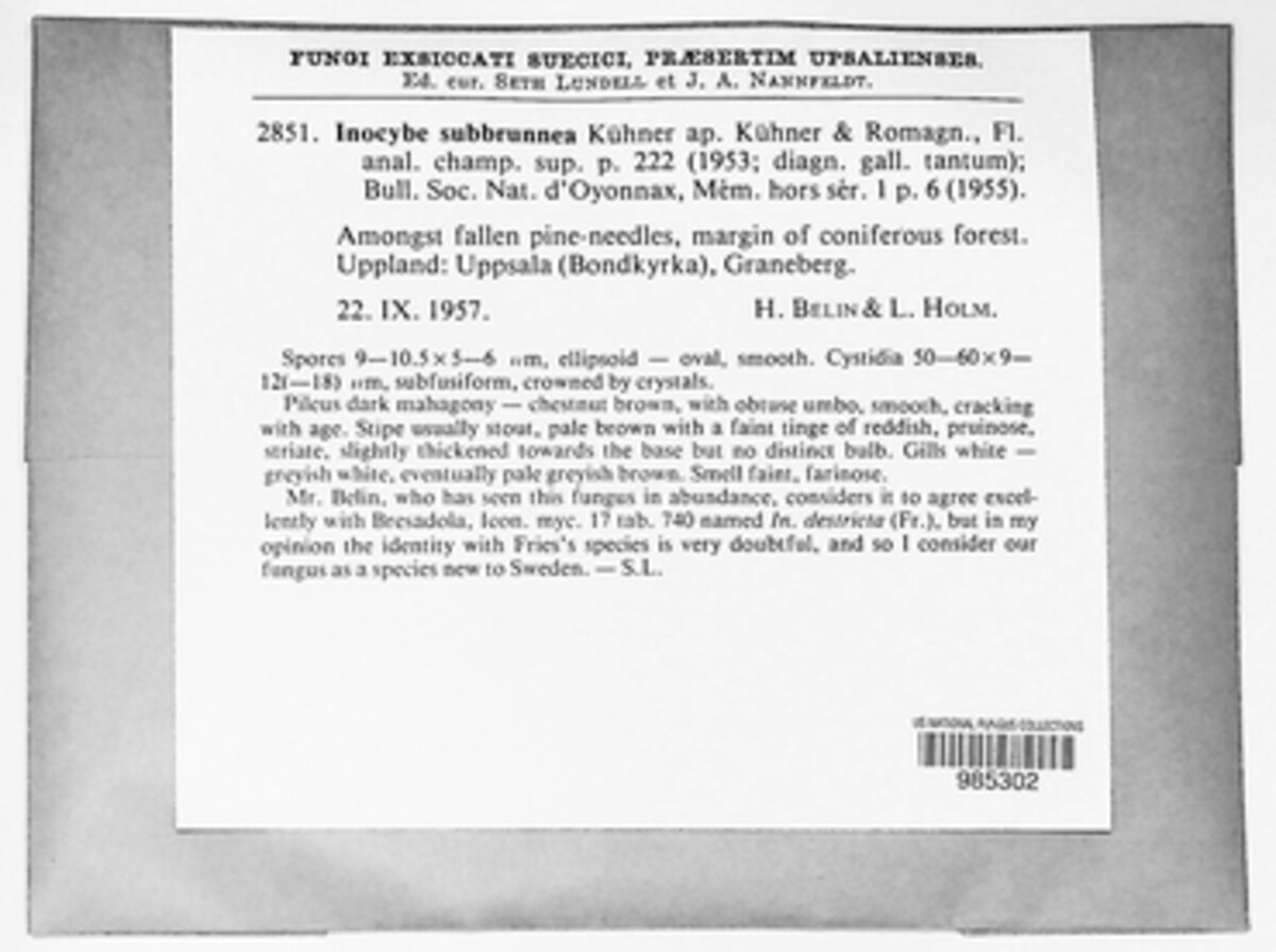 Inocybe subbrunnea image